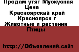 Продам утят Мускусная › Цена ­ 250 - Красноярский край, Красноярск г. Животные и растения » Птицы   